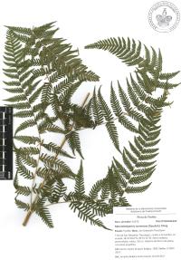 Macrothelypteris torresiana image